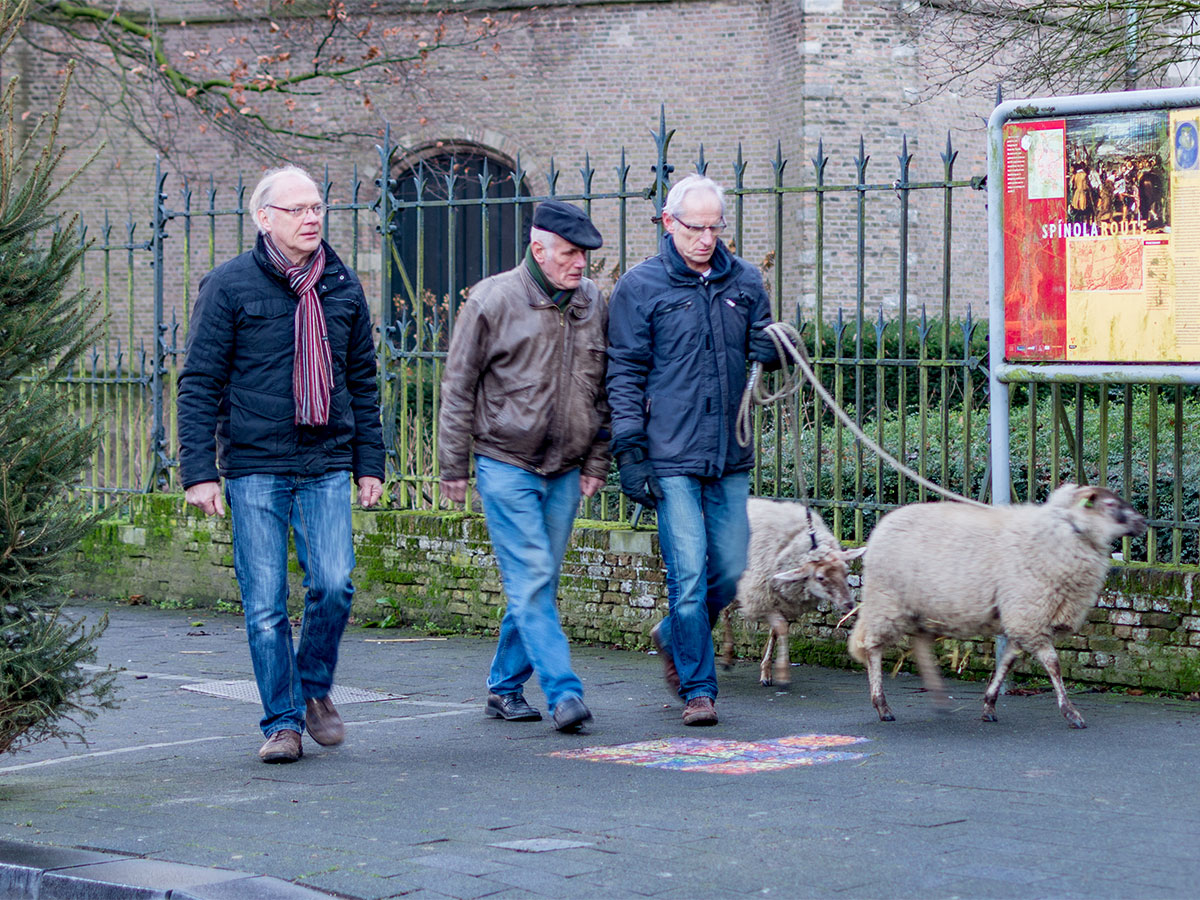 Kerststal 2016 schapen princenhage