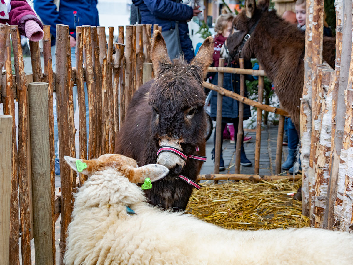 Kerststal Ezel Guusje schaap Bolletje